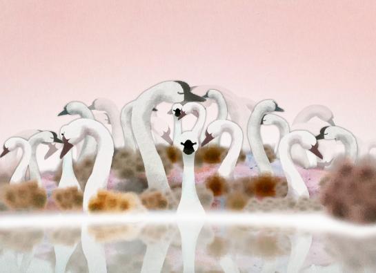 cygnes