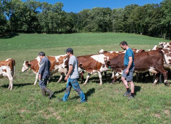 3 agriculteurs et des vaches dans un pré