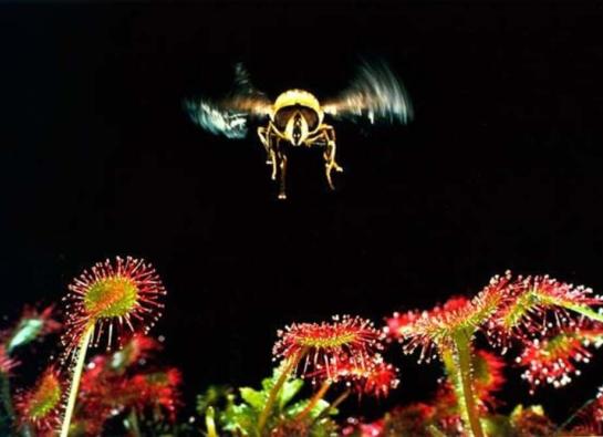 Abeille qui vole au dessus de fleurs